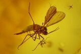 Fossil Flies, a Springtail and Two Wasps in Baltic Amber #173647-1